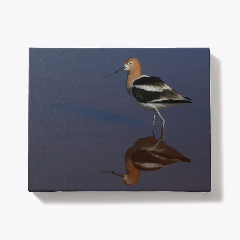 American Avocet Reflection